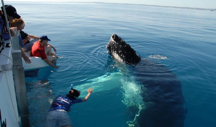 Whale watching tours Hervey Bay, K'gari (Fraser Island), Queensland